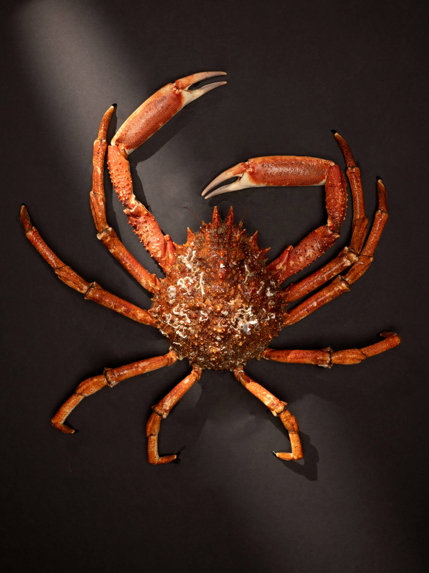 diseño branding web design la marca marisco seefood luxury marca estrategia