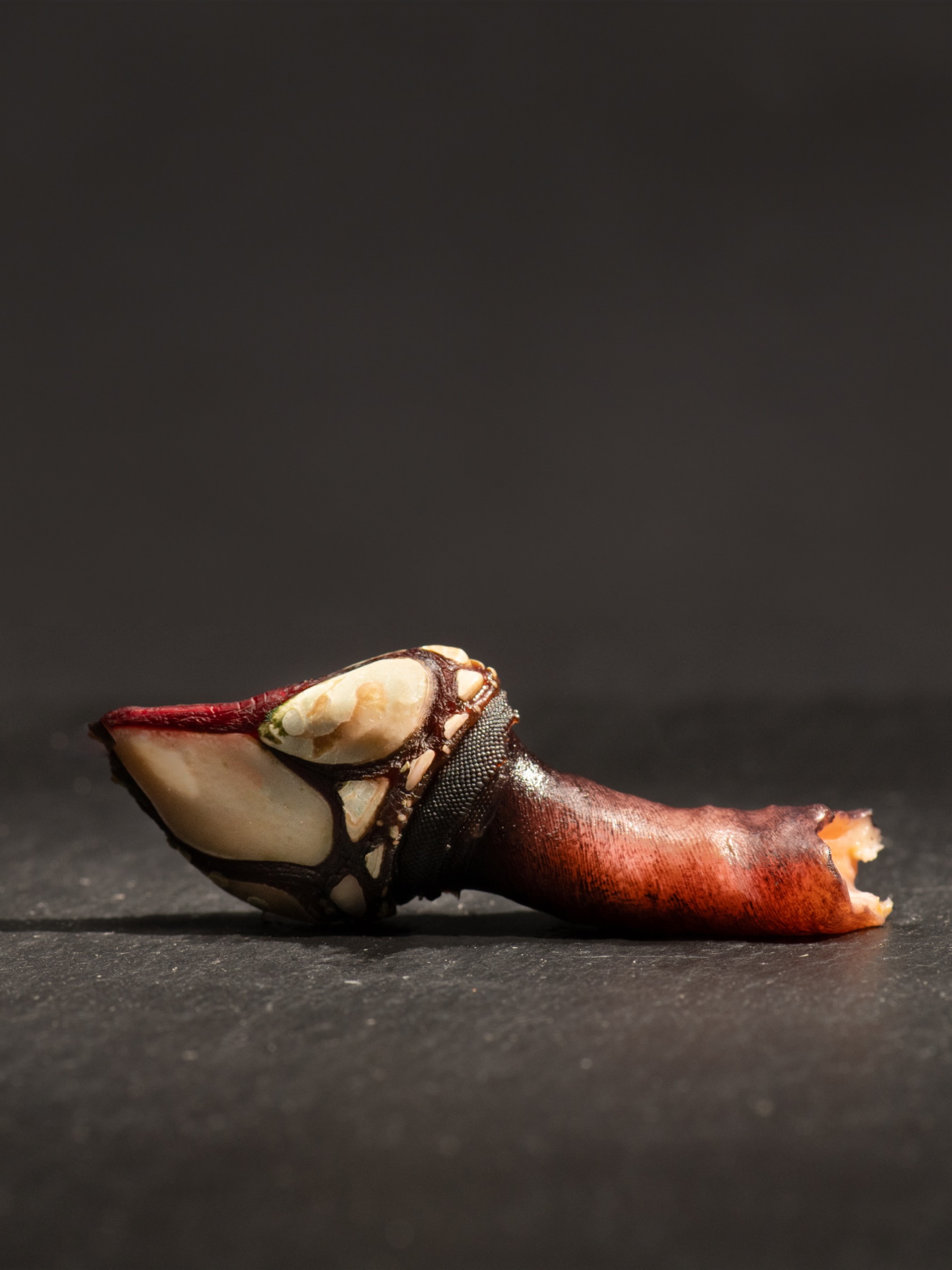 diseño branding web design la marca marisco seefood luxury marca estrategia
